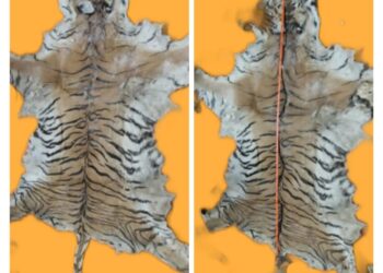 Crime News: बाघ की खाल के साथ तीन कुख्यात तस्कर गिरफ्तार।