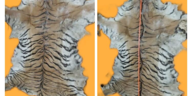 Crime News: बाघ की खाल के साथ तीन कुख्यात तस्कर गिरफ्तार।