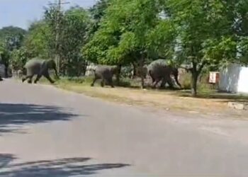 Video: दिनदहाड़े रिहायसी इलाके में 8 हाथियों के झुंड से अफरा-तफरी