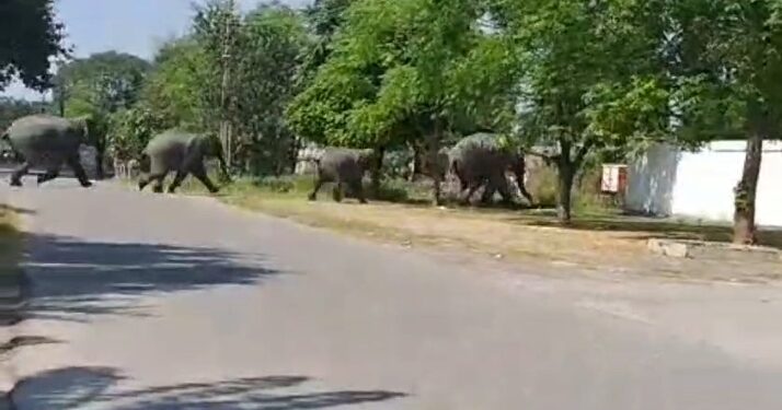 Video: दिनदहाड़े रिहायसी इलाके में 8 हाथियों के झुंड से अफरा-तफरी