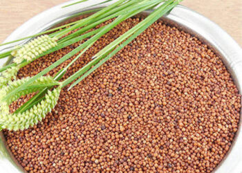 Uttrakhand News: मडुवा खरीद नीति को मिली मंजूरी, ₹3846 निर्धारित की गई MSP