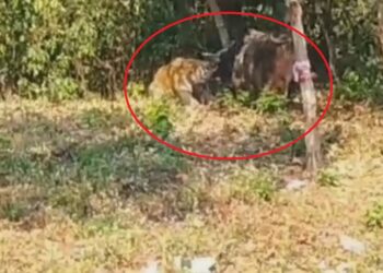 VIDEO: रामनगर में बाघ और सांड के बीच जबरदस्त लड़ाई, बाघ के छूटे पसीने