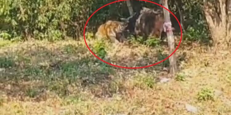 VIDEO: रामनगर में बाघ और सांड के बीच जबरदस्त लड़ाई, बाघ के छूटे पसीने
