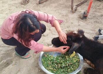 दून एनिमल वेलफेयर संस्था की अच्छी पहल, गौशाल में खुला पहला आइसोलेशन वार्ड, बचेगी हजारों गायों की जान।