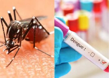 मैदान से लेकर पहाड़ तक 40 लोगों को डेंगू का मच्छर मार चुका है डंक