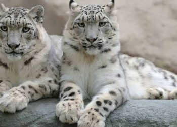 गंगोत्री नेशनल पार्क: 75 ट्रैप कैमरों के साथ बंद होगा पार्क, दुर्लभ तस्वीरों का खजाना खुलेगा