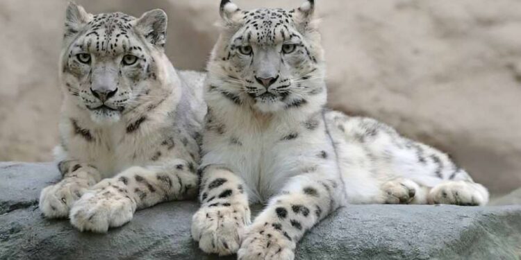 गंगोत्री नेशनल पार्क: 75 ट्रैप कैमरों के साथ बंद होगा पार्क, दुर्लभ तस्वीरों का खजाना खुलेगा