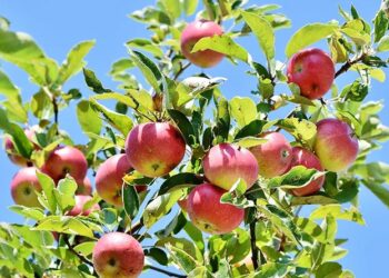 उत्तराखंड सरकार खरीदेगी उत्तरकाशी के सेब, मुख्यमंत्री ने की घोषणा