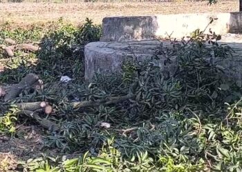 BIG NEWS: हरिद्वार में संरक्षित पेड़ों की अवैध कटाई बढ़ी, विभाग की लापरवाही!