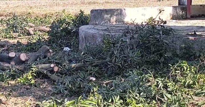 BIG NEWS: हरिद्वार में संरक्षित पेड़ों की अवैध कटाई बढ़ी, विभाग की लापरवाही!