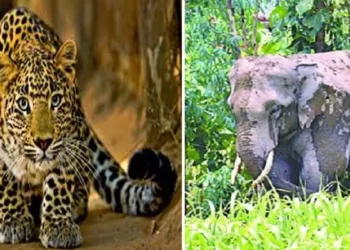 BIG NEWS: उत्तराखंड में बढ़ता मानव-वन्यजीव संघर्ष, 25 साल में 1264 मौतें, 2025 ने तोड़े सारे रिकॉर्ड!