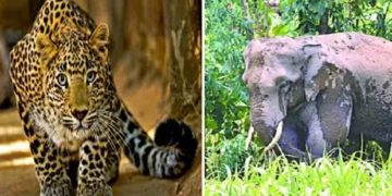 BIG NEWS: उत्तराखंड में बढ़ता मानव-वन्यजीव संघर्ष, 25 साल में 1264 मौतें, 2025 ने तोड़े सारे रिकॉर्ड!